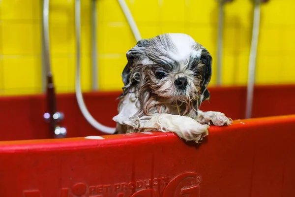 a small dog is washed with shampoo in a beauty salon. High quality photo