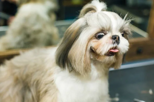 Perro Corta Pelo Salón Belleza Perro Está Cortado Con Tijeras —  Fotos de Stock