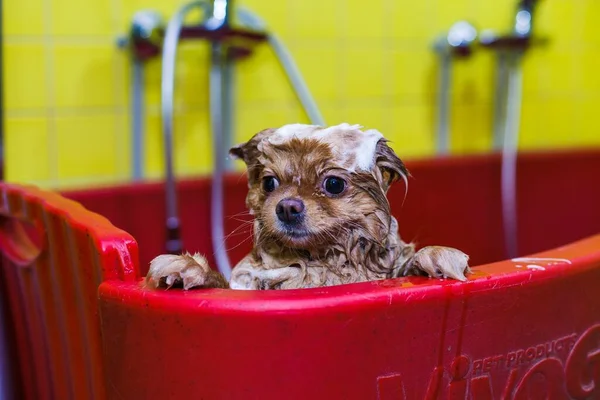 a small dog is washed with shampoo in a beauty salon for animals. High quality photo