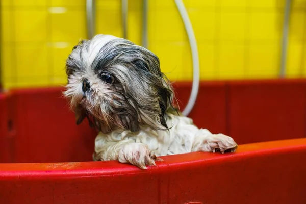 a small dog is bathed with shampoo in a beauty salon for animals. High quality photo