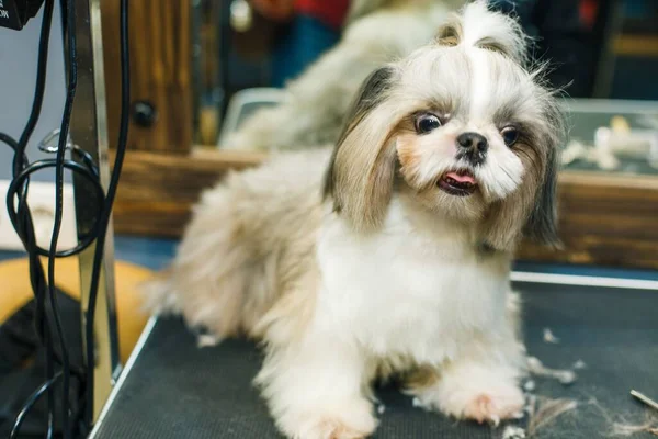 The dog gets a haircut in a beauty salon. The dog is cut with scissors. groomer concept. High quality photo