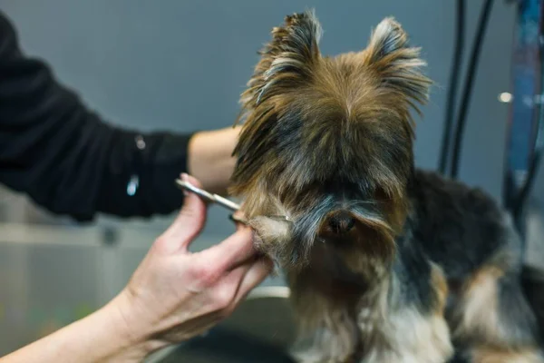 a small dog is cut with scissors in a beauty salon for animals. close-up. High quality photo