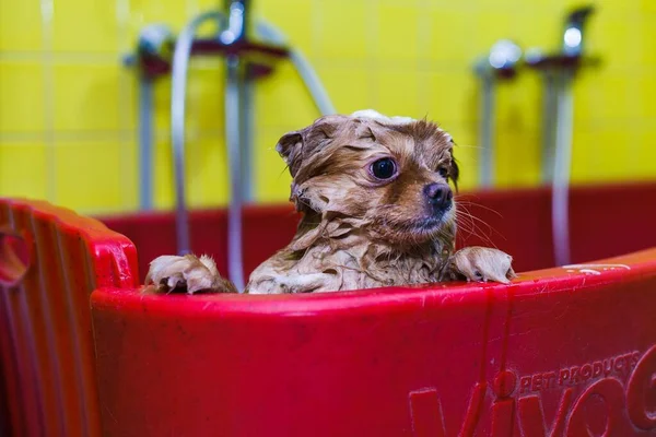 a small dog is washed with shampoo in a beauty salon for animals. High quality photo