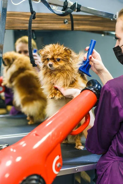 Een Kleine Hond Wordt Gekamd Gedroogd Met Een Haardroger Een — Stockfoto