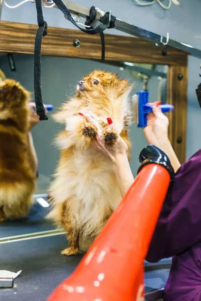 Egy Kis Kutyát Fésülködnek Szárítanak Hajszárítóval Egy Szépségszalonban Kiváló Minőségű — Stock Fotó