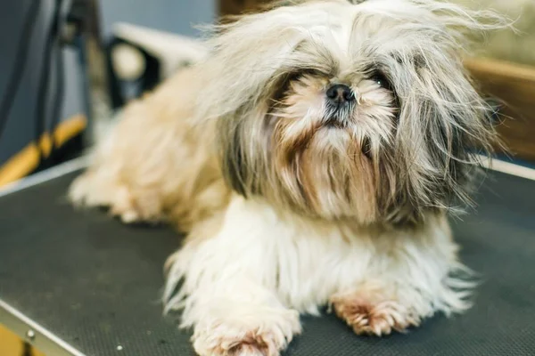 small, shaggy, white dog waiting for a haircut in a beauty salon for animals. High quality photo