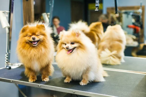 Twee Getrimde Honden Een Schoonheidssalon Poseren Tegen Achtergrond Van Een — Stockfoto