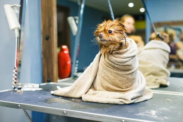 Washed, wet little dog wrapped in a towel sits against the background of a mirror in a beauty salon for animals. High quality photo