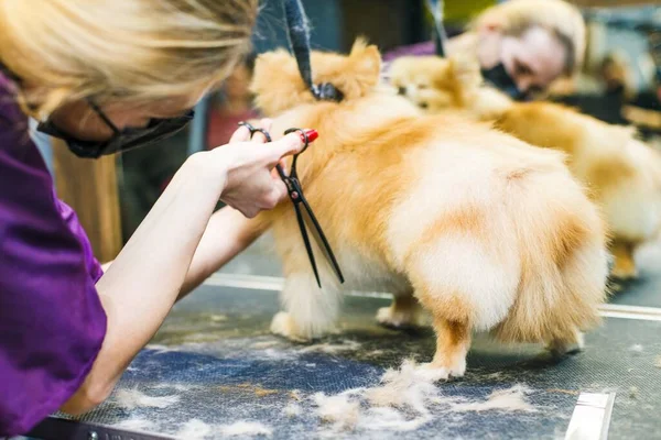 Hond Wordt Geknipt Een Schoonheidssalon Hond Gesneden Met Een Schaar — Stockfoto