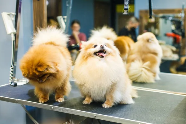 Két Díszített Kutya Egy Szépségszalonban Egy Tükör Hátterében Pózol Kiváló — Stock Fotó