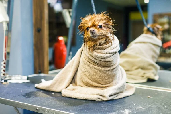 Washed, wet little dog wrapped in a towel sits against the background of a mirror in a beauty salon for animals. High quality photo