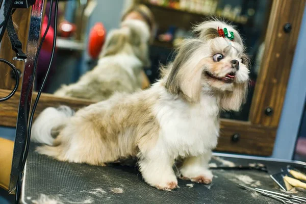 The dog gets a haircut in a beauty salon. The dog is cut with scissors. groomer concept. High quality photo