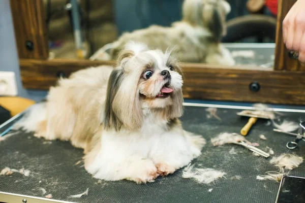 The dog gets a haircut in a beauty salon. The dog is cut with scissors. groomer concept. High quality photo