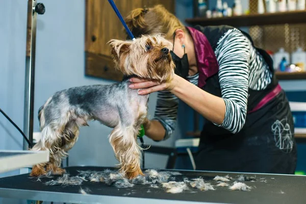 这只狗在美容院理发 这只狗被剪刀割伤了 美容师的概念高质量的照片 — 图库照片