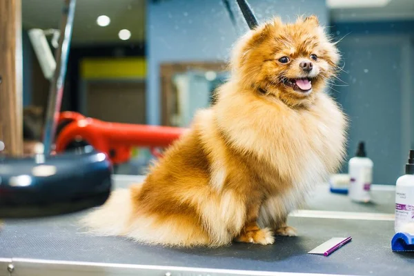 Dog Gets Haircut Beauty Salon Dog Cut Scissors Groomer Concept — Stockfoto