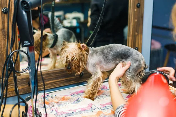 The dog gets a haircut in a beauty salon. The dog is cut with scissors. groomer concept. High quality photo