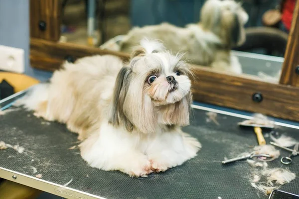 The dog gets a haircut in a beauty salon. The dog is cut with scissors. groomer concept. High quality photo