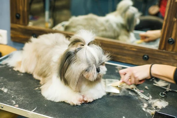 Perro Corta Pelo Salón Belleza Perro Está Cortado Con Tijeras —  Fotos de Stock