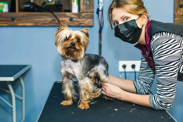 Kutya Hajat Vágat Egy Szépségszalonban Kutyát Ollóval Vágták Meg Ápoltabb — Stock Fotó