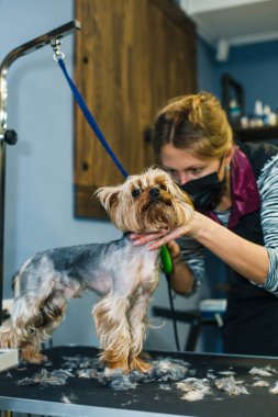 Köpek bir güzellik salonunda saç tıraşı olur. Köpek makasla kesilir. Tımar konsepti. Yüksek kalite fotoğraf