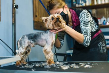 Köpek bir güzellik salonunda saç tıraşı olur. Köpek makasla kesilir. Tımar konsepti. Yüksek kalite fotoğraf