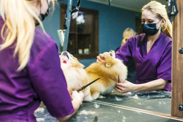 这只狗在美容院理发 这只狗被剪刀割伤了 美容师的概念高质量的照片 — 图库照片