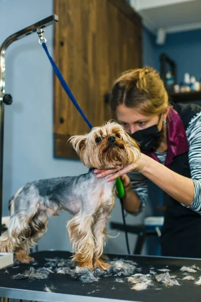 Perro Corta Pelo Salón Belleza Perro Está Cortado Con Tijeras —  Fotos de Stock