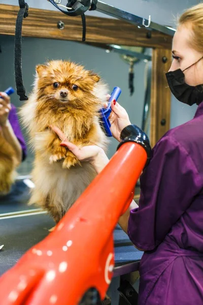 Een Kleine Hond Wordt Gekamd Gedroogd Met Een Haardroger Een — Stockfoto