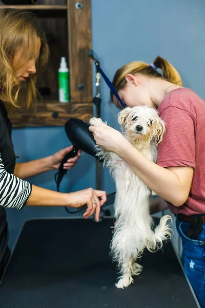 A small dog is dried with a hair dryer in a beauty salon for animals. High quality photo