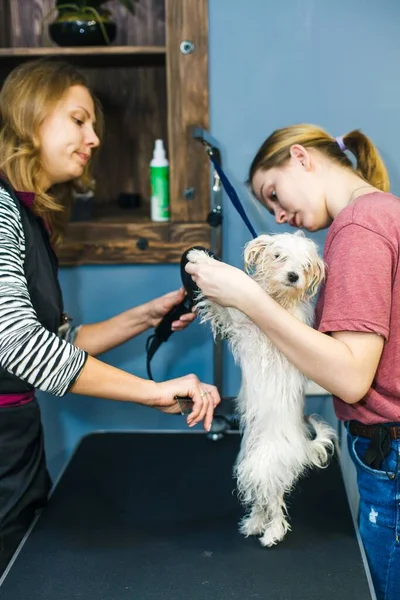 Küçük Bir Köpek Hayvanlar Için Bir Güzellik Salonunda Saç Kurutma — Stok fotoğraf