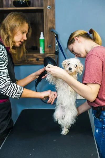 A small dog is dried with a hair dryer in a beauty salon for animals. High quality photo