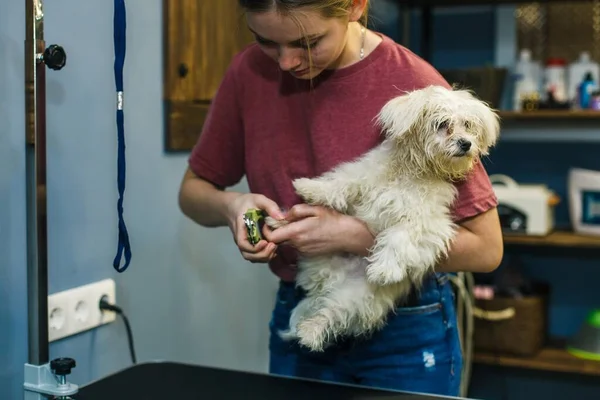 Una Pequeña Perra Blanca Corta Las Uñas Salón Belleza Animal —  Fotos de Stock