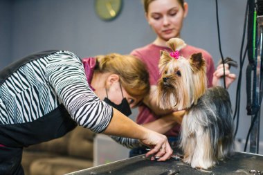 Küçük kırmızı bir köpek, aynanın arka planında hayvanlar için bir kuaförde saç kurutma makinesiyle taranıp kurutulur. Yüksek kalite fotoğraf