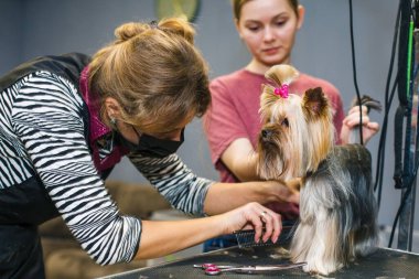 Küçük kırmızı bir köpek, aynanın arka planında hayvanlar için bir kuaförde saç kurutma makinesiyle taranıp kurutulur. Yüksek kalite fotoğraf