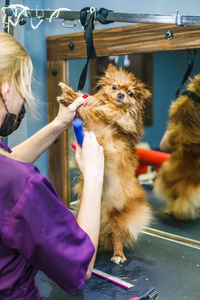 A small red dog is combed and dried with a hairdryer in a beauty salon for animals against the background of a mirror. High quality photo