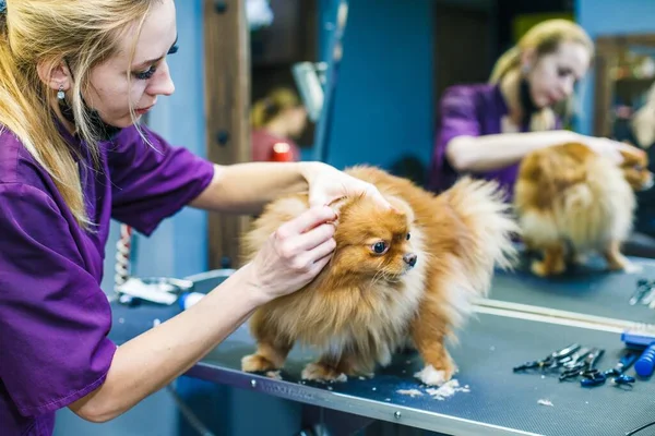 A small red dog is combed and dried with a hairdryer in a beauty salon for animals against the background of a mirror. High quality photo
