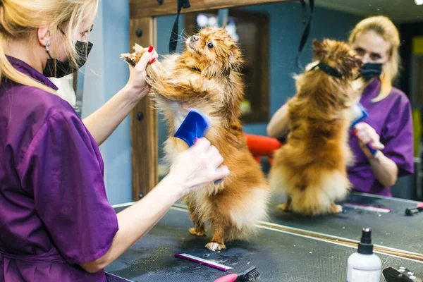 A small red dog is combed and dried with a hairdryer in a beauty salon for animals against the background of a mirror. High quality photo