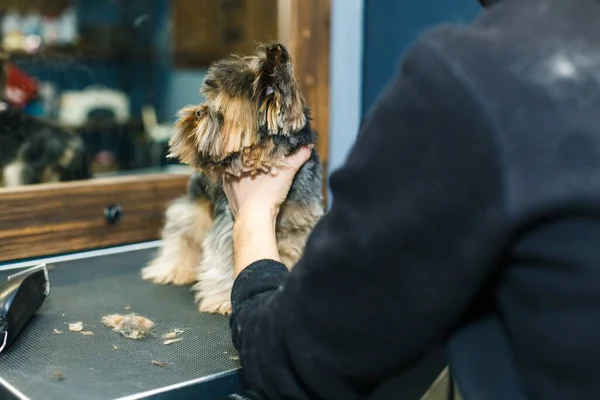 一只小红狗在镜子的背景下 在一家动物美容院里用吹风机梳理和烘干 高质量的照片 — 图库照片