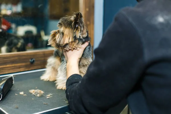 A small red dog is combed and dried with a hairdryer in a beauty salon for animals against the background of a mirror. High quality photo