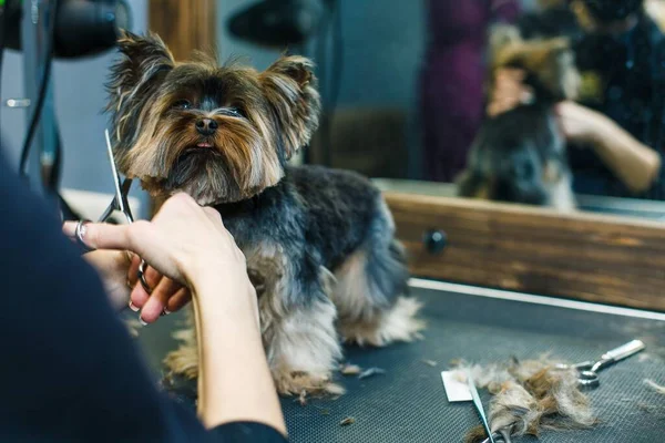 A small red dog is combed and dried with a hairdryer in a beauty salon for animals against the background of a mirror. High quality photo