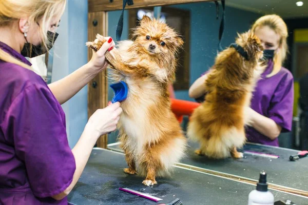 Egy Kis Vörös Kutya Fésülik Szárítják Egy Hajszárítóval Egy Szépségszalonban — Stock Fotó