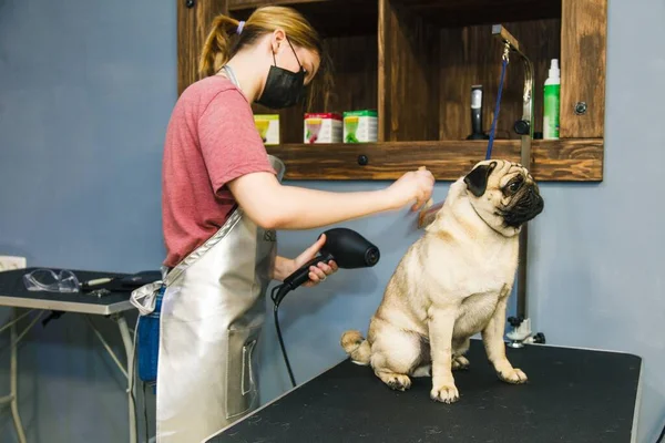 A small red dog is combed and dried with a hairdryer in a beauty salon for animals against the background of a mirror. High quality photo