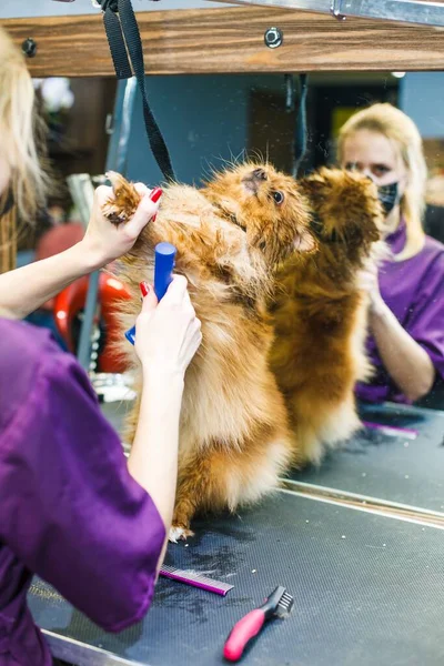 A small red dog is combed and dried with a hairdryer in a beauty salon for animals against the background of a mirror. High quality photo