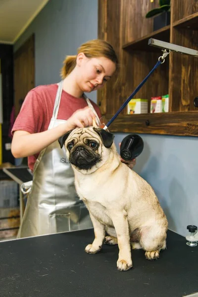 Egy Kis Vörös Kutya Fésülik Szárítják Egy Hajszárítóval Egy Szépségszalonban — Stock Fotó