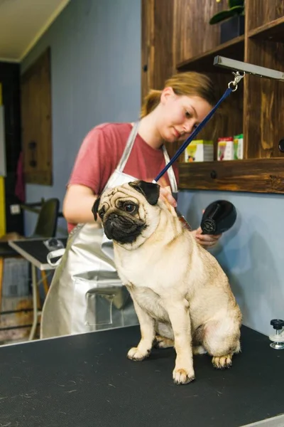 A small red dog is combed and dried with a hairdryer in a beauty salon for animals against the background of a mirror. High quality photo