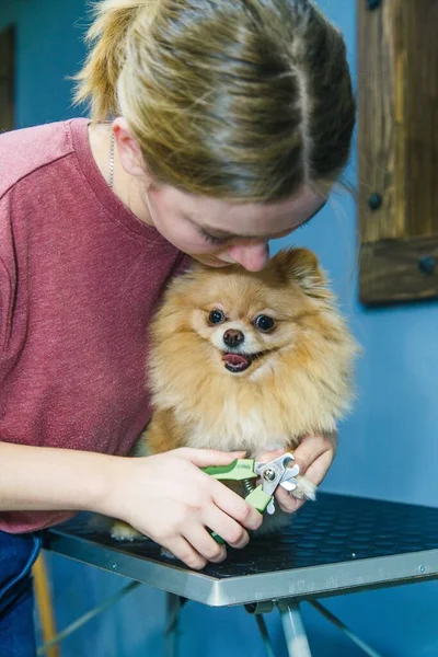 A small red dog is combed and dried with a hairdryer in a beauty salon for animals against the background of a mirror. High quality photo