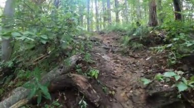 Genç bir çift açık havada bir dağ yolunda sonbaharda ormana tırmanır. Yüksek kalite 4k görüntü