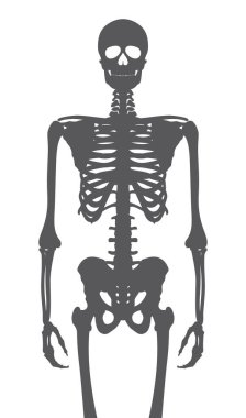 İnsan anatomisini, iskelet siluetlerini yönlendir. Beyaz arkaplanda izole.