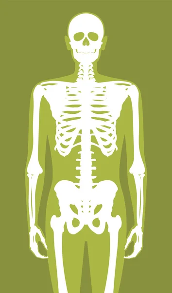 Skeletli Vektör Anatomik Insan Vücut Silueti — Stok Vektör
