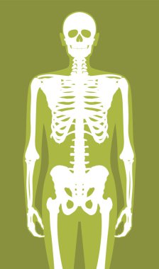 İskeletli vektör anatomik insan vücut silueti